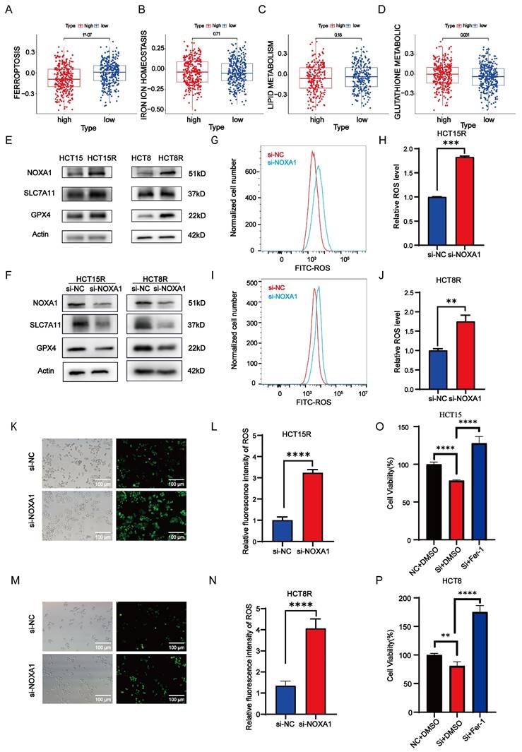 Int J Med Sci Image