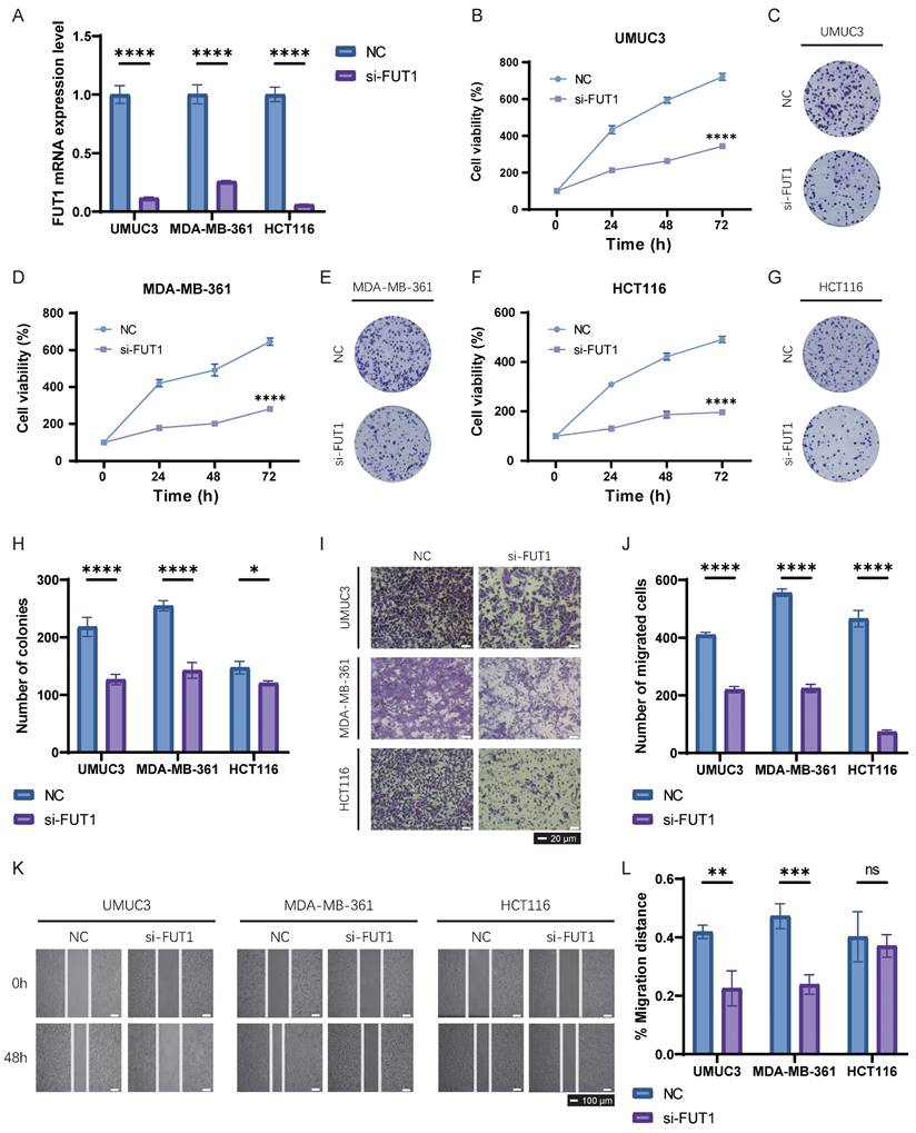 Int J Med Sci Image