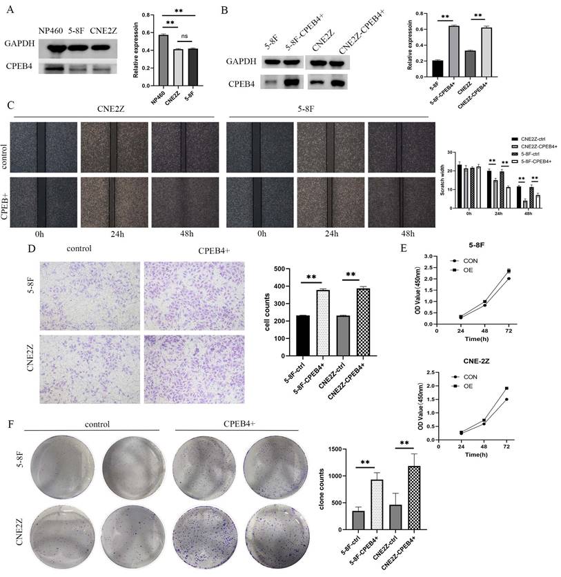 Int J Med Sci Image