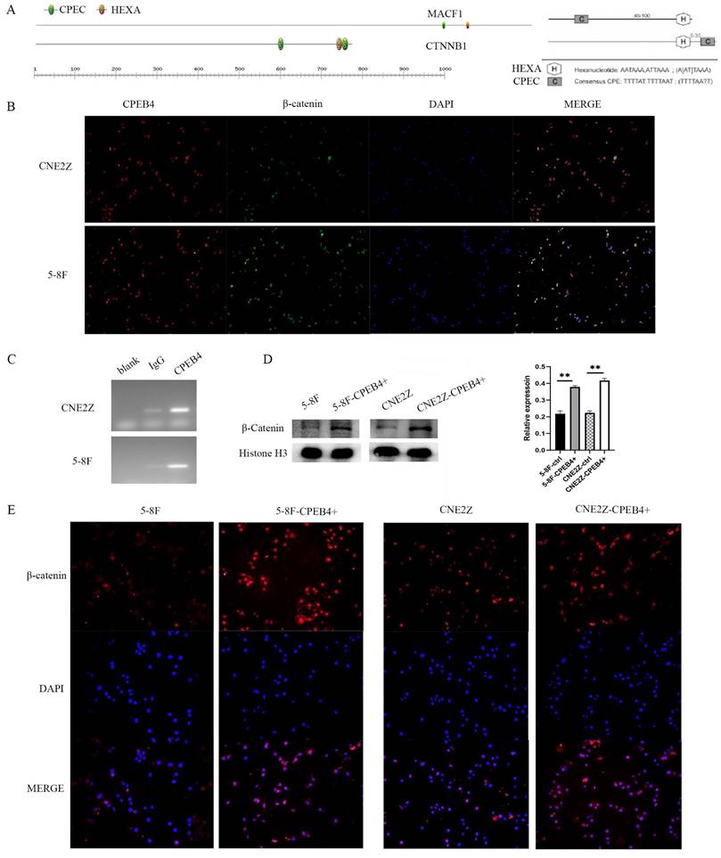 Int J Med Sci Image