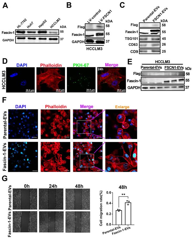 Int J Med Sci Image