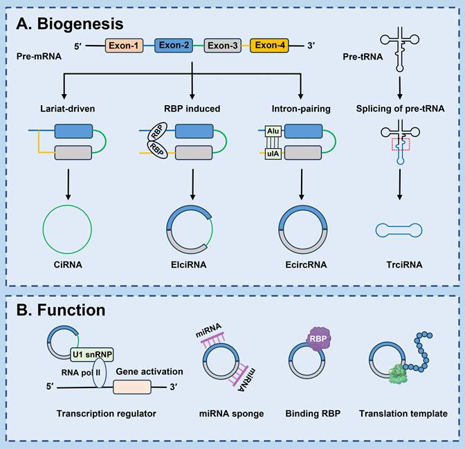 Int J Med Sci Image