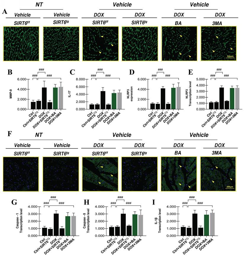 Int J Med Sci Image