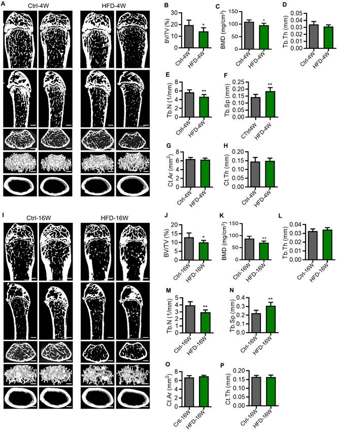 Int J Med Sci Image