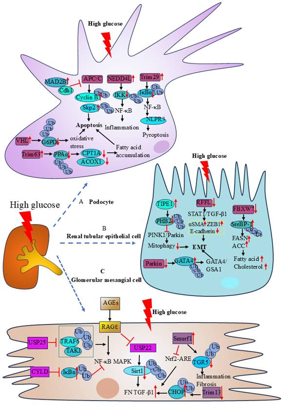 Int J Med Sci Image