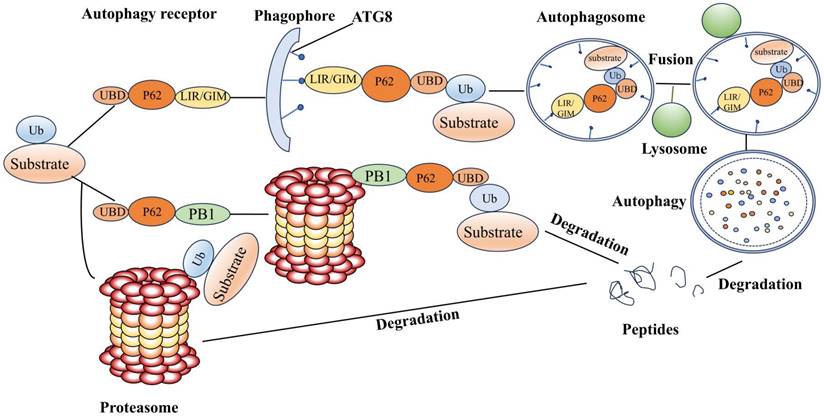 Int J Med Sci Image