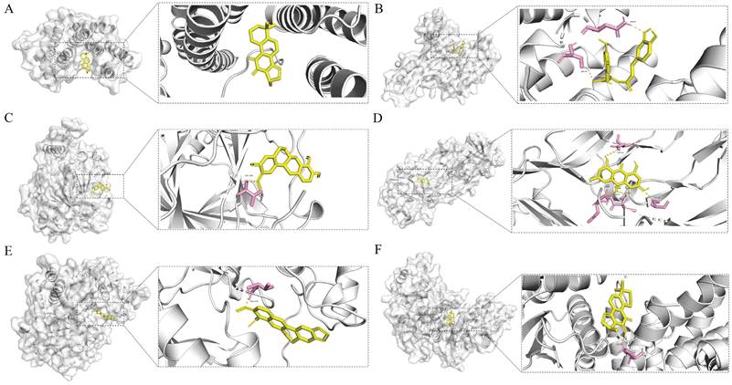 Int J Med Sci Image