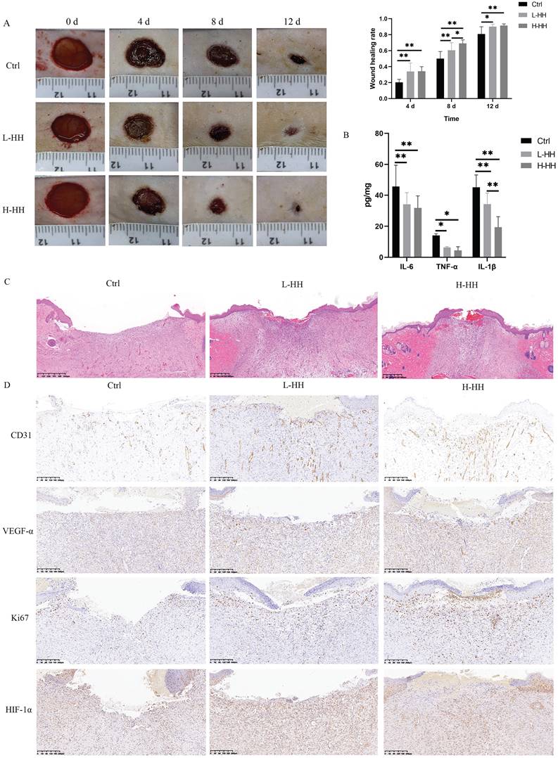 Int J Med Sci Image