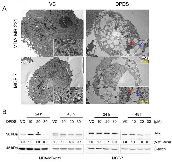 Int J Med Sci Image