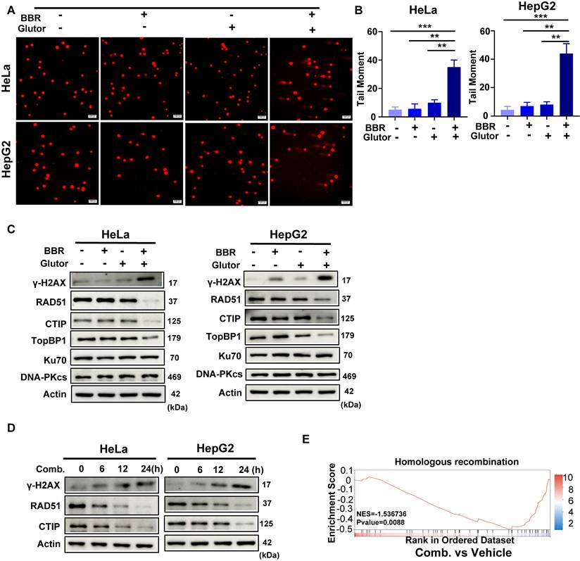 Int J Med Sci Image