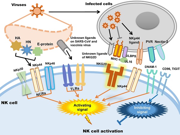 How Zika Virus Evades Antiviral Response of Cells