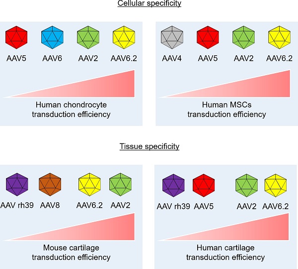 Cellular and Tissue Selectivity of AAV Serotypes for Gene Delivery to  Chondrocytes and Cartilage