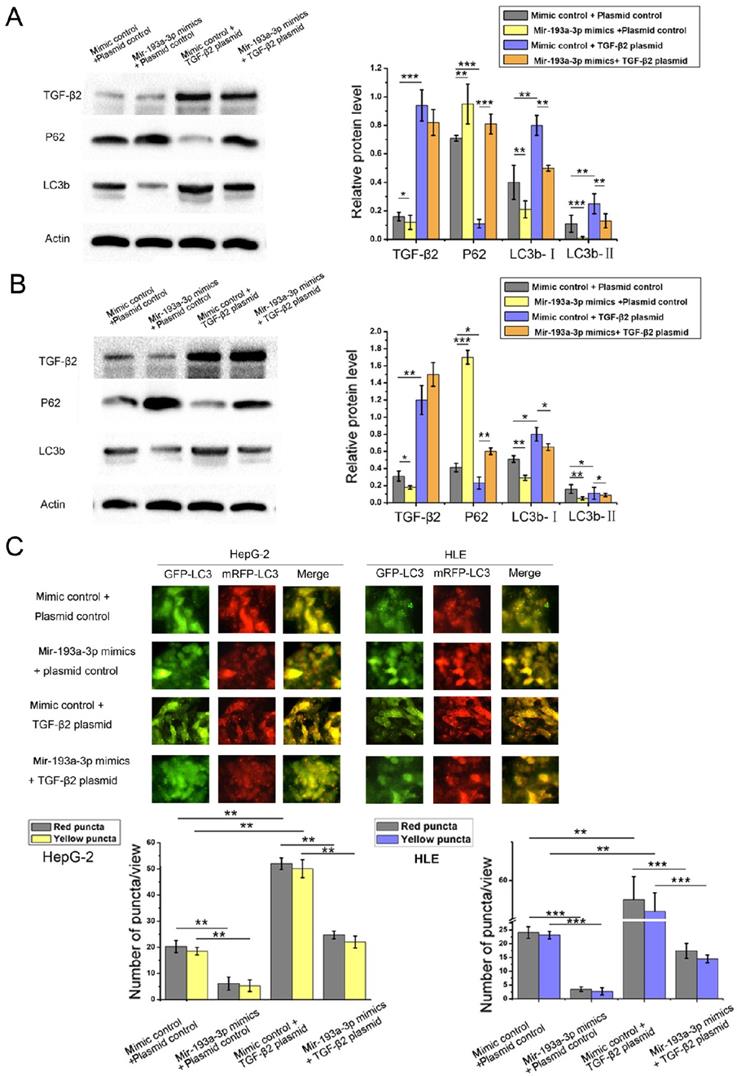 Int J Med Sci Image