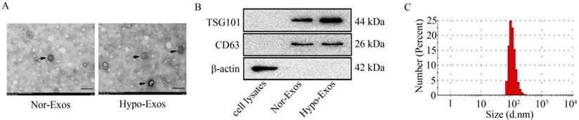 Int J Med Sci Image