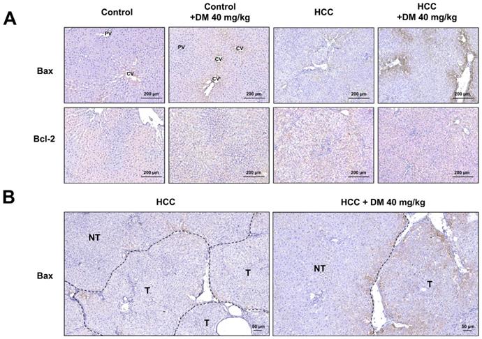 Int J Med Sci Image