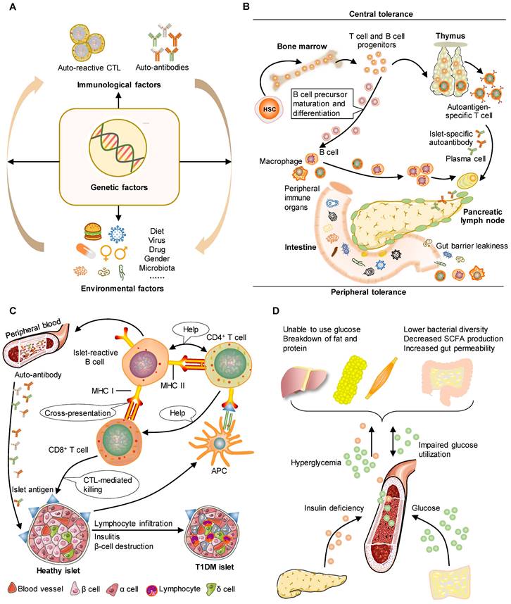 Preclinical models for Type 1 Diabetes Mellitus - A practical approach ...