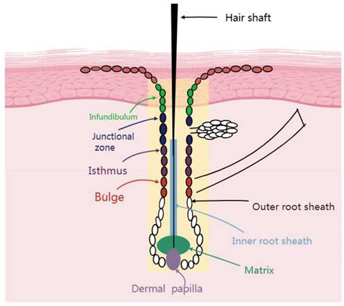 Status of research on the development and regeneration of hair follicles