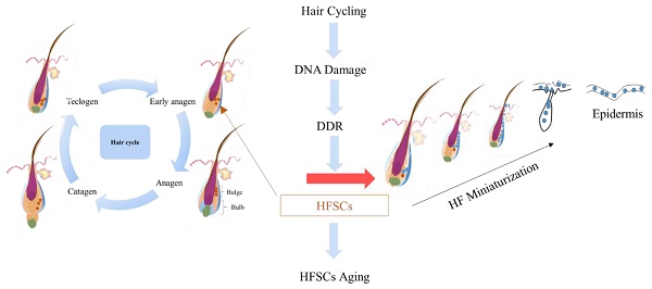 Nanodrug Delivery Strategies to Signaling Pathways in Alopecia