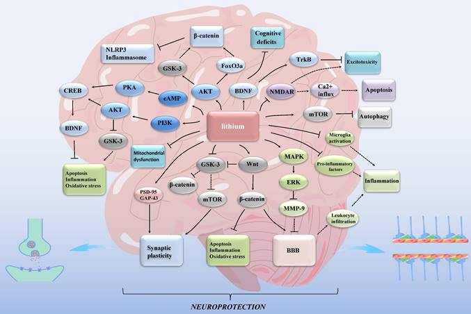 Lithium and Stroke Recovery: A Systematic Review and Meta-Analysis of  Stroke Models in Rodents and Human Data