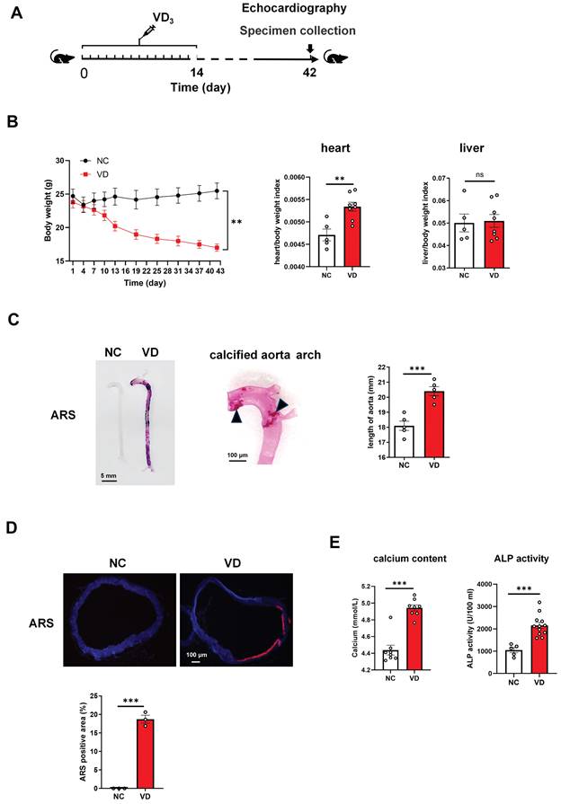Int J Med Sci Image