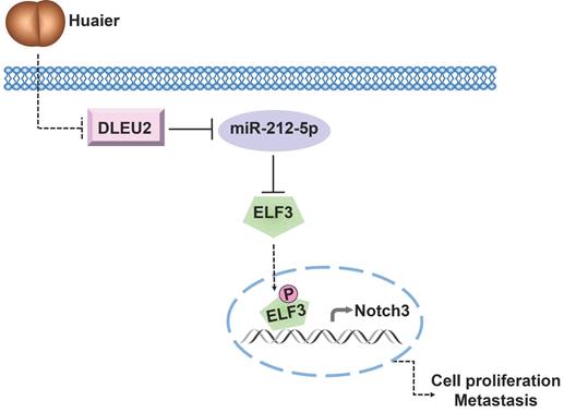 Int J Med Sci Image