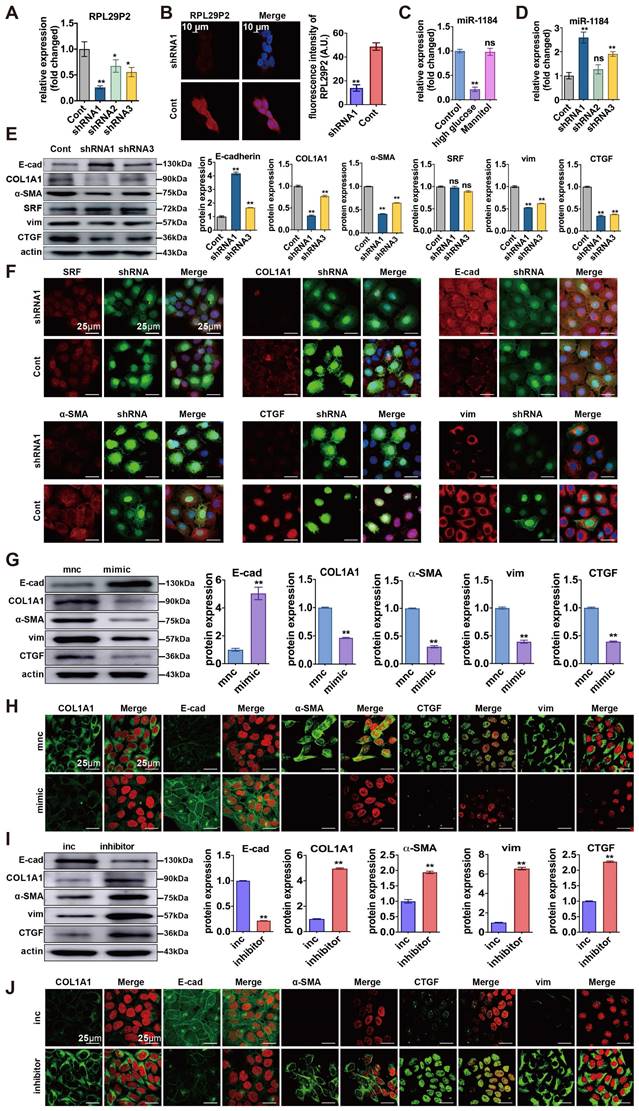 Int J Med Sci Image