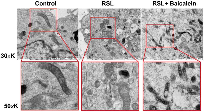 Int J Med Sci Image