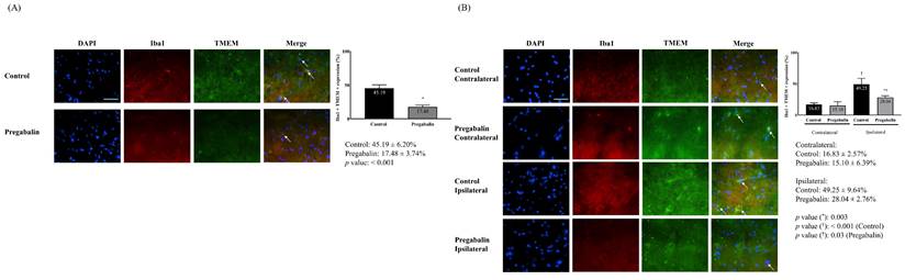 Int J Med Sci Image