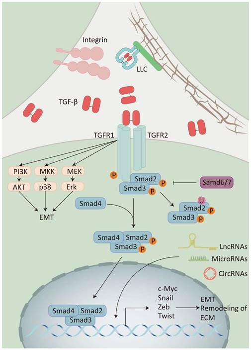 Int J Med Sci Image
