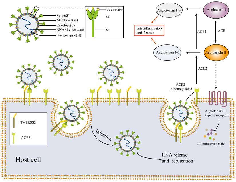 Int J Med Sci Image