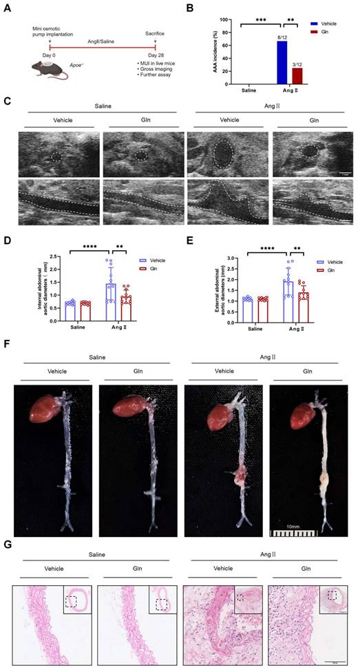 Int J Med Sci Image
