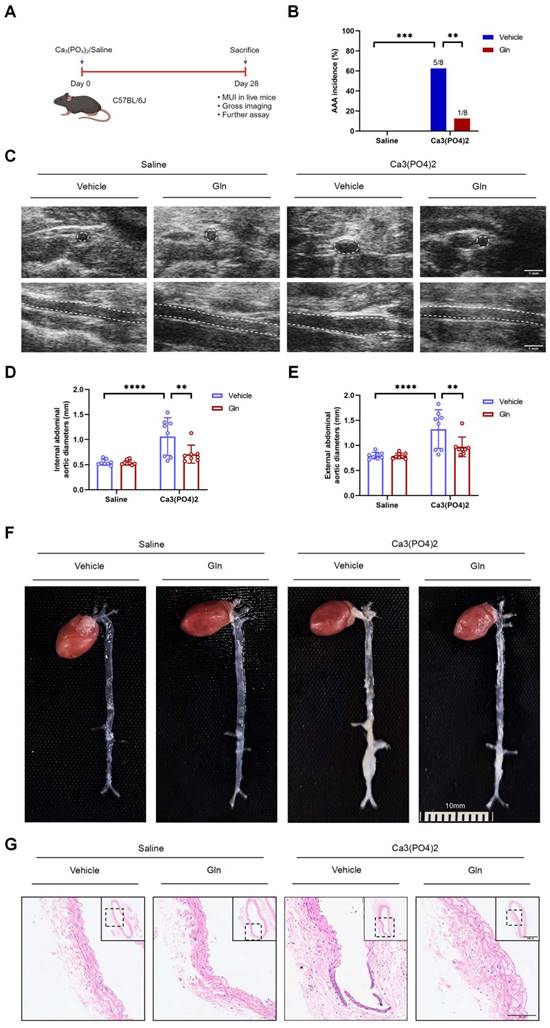 Int J Med Sci Image