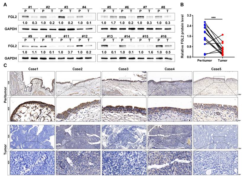 Int J Med Sci Image