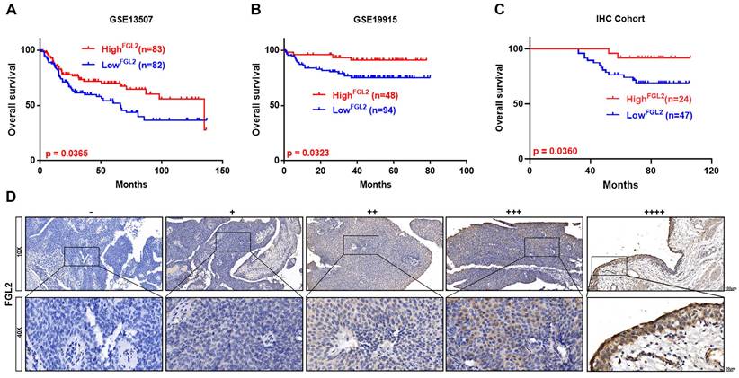 Int J Med Sci Image