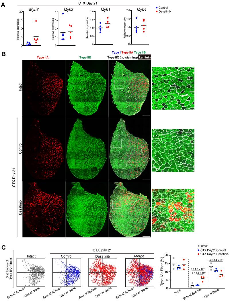 Int J Med Sci Image