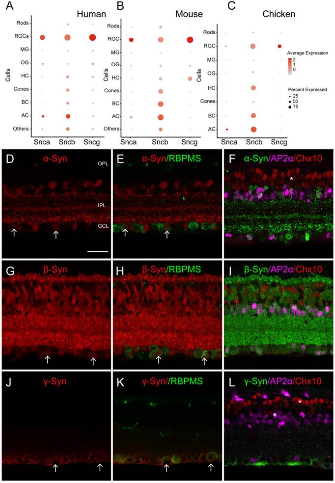 Int J Med Sci Image