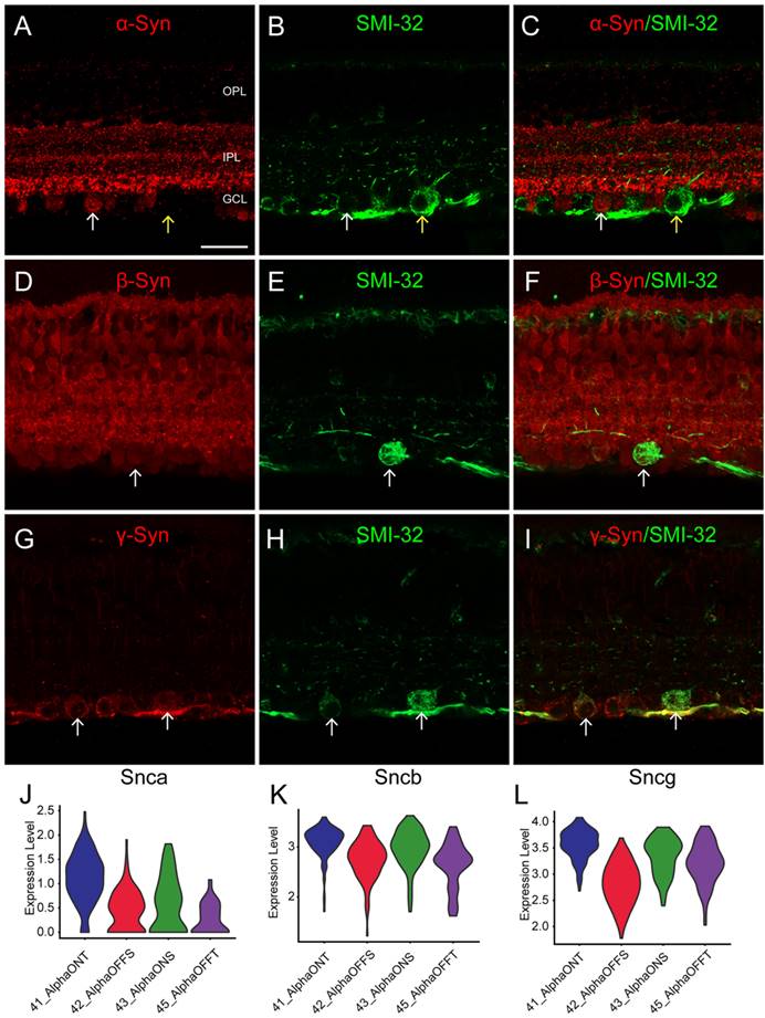 Int J Med Sci Image