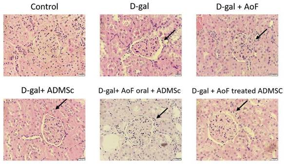 Int J Med Sci Image