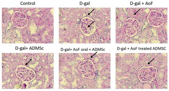 Int J Med Sci Image