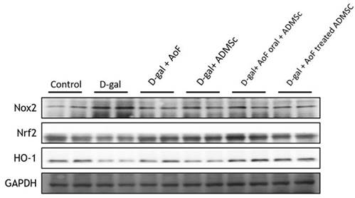 Int J Med Sci Image