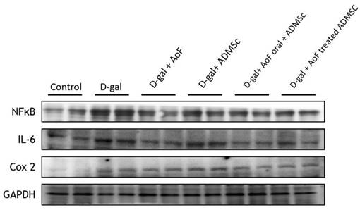 Int J Med Sci Image