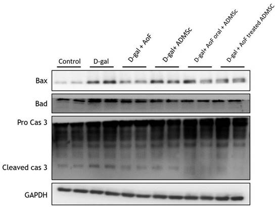 Int J Med Sci Image