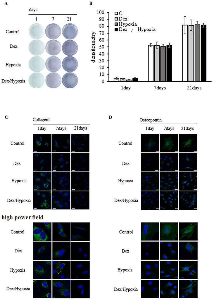 Int J Med Sci Image