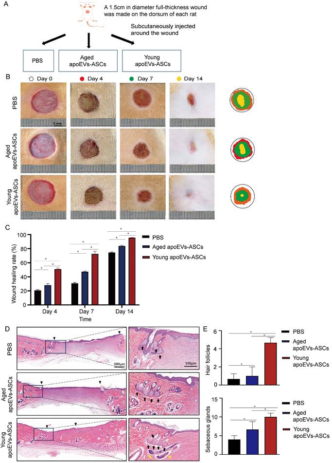 Int J Med Sci Image