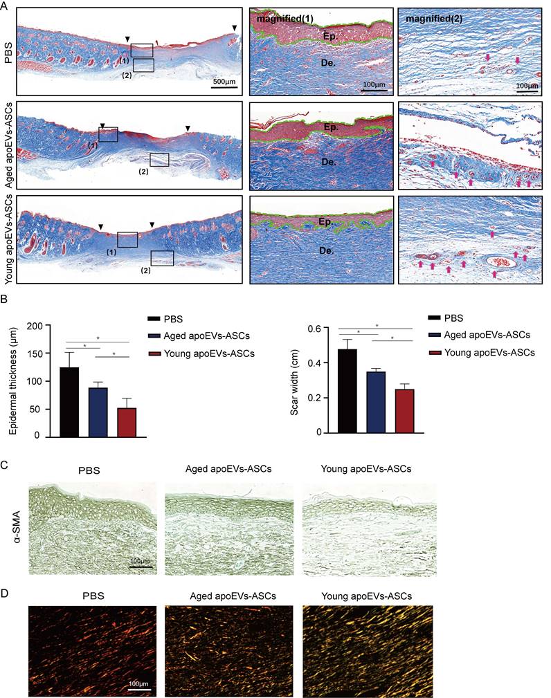 Int J Med Sci Image