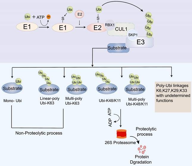 Int J Med Sci Image