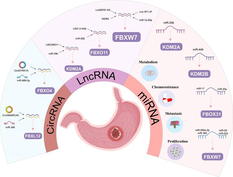 Int J Med Sci Image