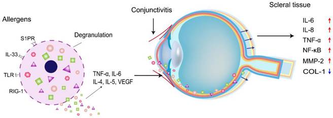 Int J Med Sci Image