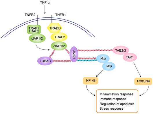 Int J Med Sci Image