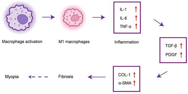 Int J Med Sci Image